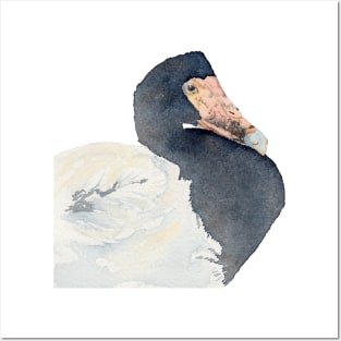 Magpie Goose Watercolour Posters and Art